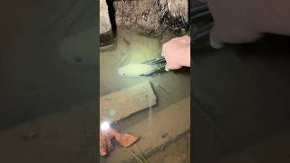 Download lagu Ikan gabus besar!!! #fishing #haruan mp3