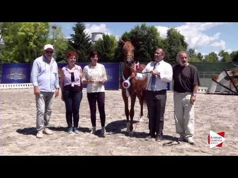 Yearling Colts Championship