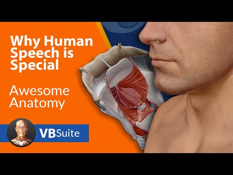 Visible Body | Why Human Speech is Special