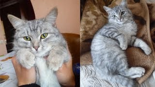 Кот Матрос чуть НЕ УПАЛ !!!))