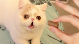 If these VIDEOS WON'T MAKE YOU LAUGH, NOTHING WILL! - Funny ANIMAL compilation