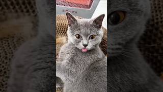 funny cat 🤣🤣#cat#cute#catvideos#funny#catshorts