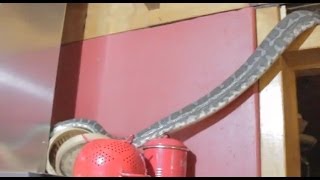 Giant MASSIVE 10ft snake in the kitchen! Only in Australia...
