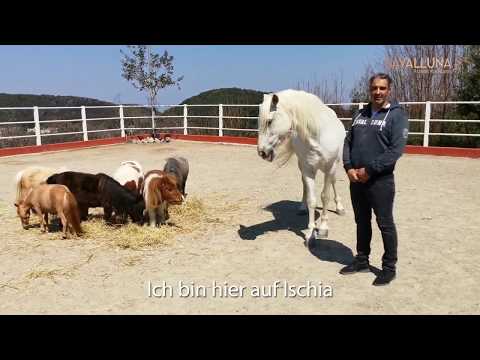 Bartolo Messina, die Mini-Shettys und "Finicio" beim Training für CAVALLUNA - „Legende der Wüste"