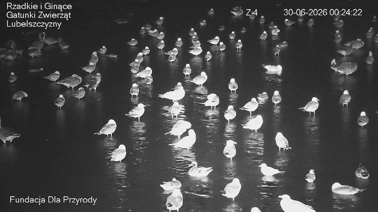 Live webcam view of Aves de los Estanques de Siemień