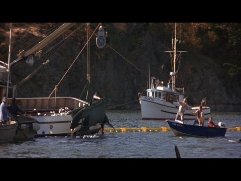 Free Willy 2 - Rescuing Little Spot