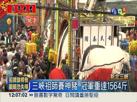 三峽祖師賽神豬 冠軍重達1564斤