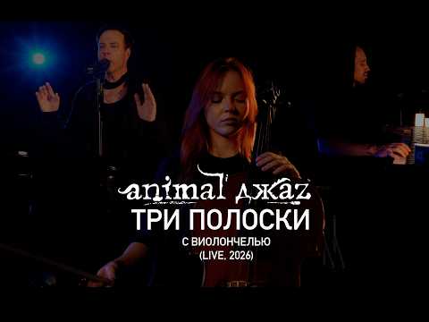 Animal ДжаZ — Три полоски с виолончелью (Live, 2026)