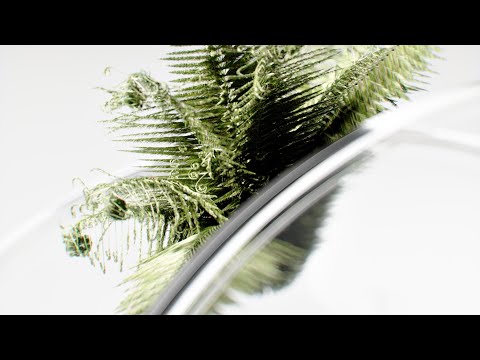 Blender Fern growing