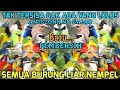 MP3 PEMBERSIH BURUNG KECIL SUARA PIKAT SEMUA BURUNG KECIL ANTI ZONK