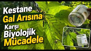 Kestane Gal Arısına Karşı Biyolojik Mücadele
