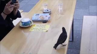 patrasche :  ants, horse, birds (deerhoof)