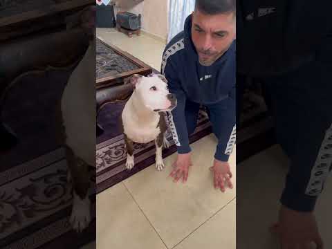 👉 “I Dog imparano per imitazione…. Prova pratica! 🐶🧐 #dogs #dog #smartdog