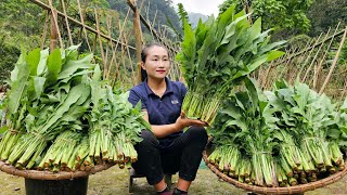 Harvest green vegetable garden goes to the market sell - Cooking | Ly Thi Tam
