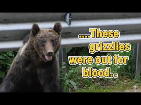 Scary Bear Attacks: Nothing Could Stop These Three Grizzly Bears
