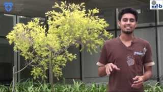 Academic life at IIITB
