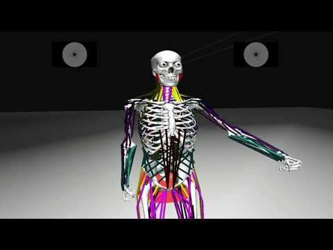Biomimetic Sensorimotor Control