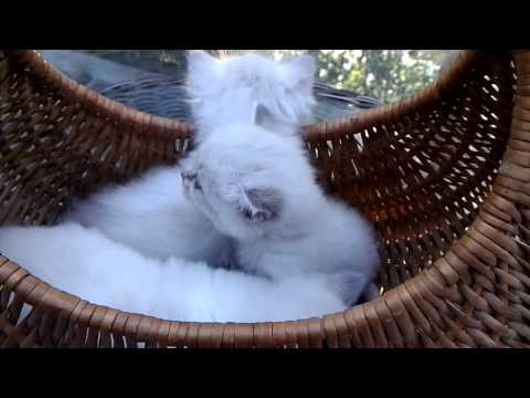 Aijaicats girl ragdolls