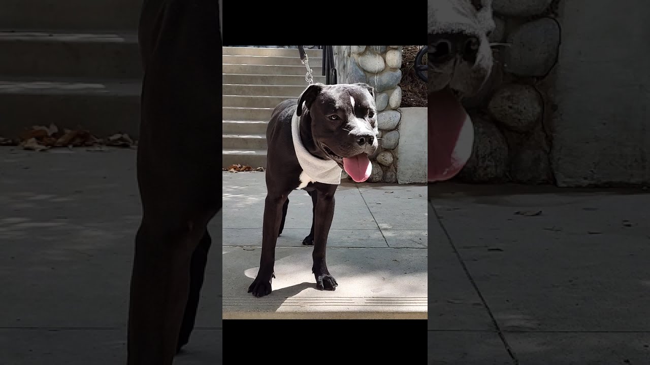 Enlarge Blackie, a Adoptable mixed breed in Burbank, CA video 6/6