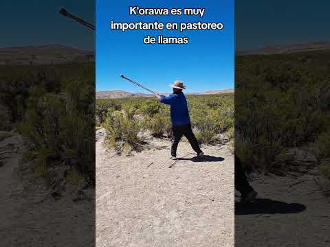K'orawa muy usado en pastoreo de llamas  aqui en #Curahuara_de_Carangas #Oruro #Bolivia