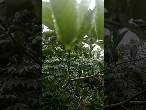 BOM DIA COM MUITA ALEGRIA 😀 CÉLULA RENASCER MACAMBIRA SERGIPE 💚 VEM RENASCER 💚