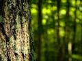Holly Miranda - "Forest Green, Oh Forest Green ...