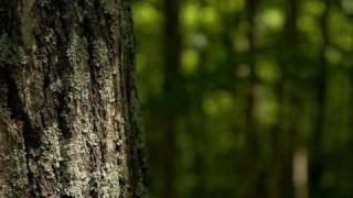 Holly Miranda - &quot;Forest Green, Oh Forest Green&quot;