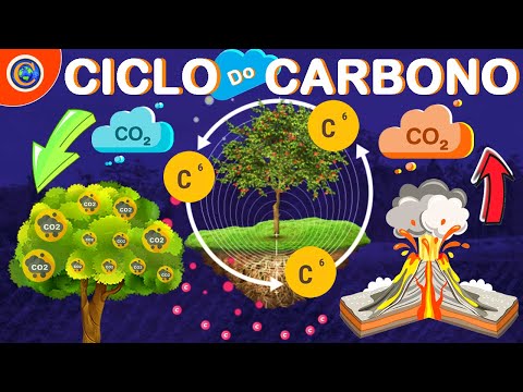CICLO DO CARBONO - SAIBA COMO ISSO ACONTECE!