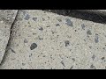 Ants Crawling Across the Walkway in Monroe Township, NJ