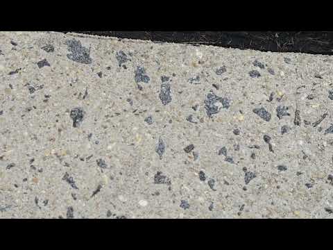 Ants Crawling Across the Walkway in Monroe Township, NJ