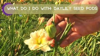 Daylily Seed Pods | How to Add to Your Daylily Bed Without Buying More