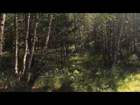 Skorzewo (gm. Kościerzyna) działki blisko jeziora Długiego!