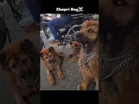 Chapri Dog 🤣