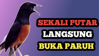 Download lagu Sekali Putar Langsung Buka Paruh | Masteran Ampuh Murai Batu mp3 Download lagu Sekali Putar Langsung Buka Paruh | Masteran Ampuh Murai Batu mp3