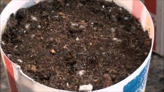 How to grow  Marijuana (Vol.1 Seeds)