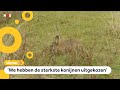 Deze tien konijnen hebben een nieuw huis in de duinen
