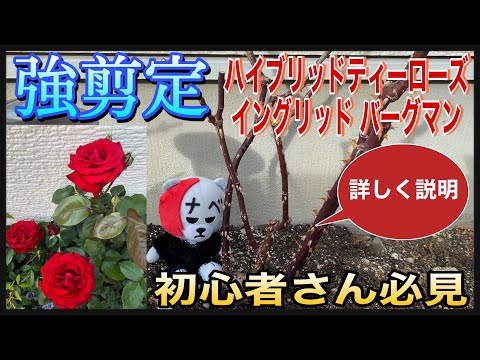 ハイブリッドローズ「グロリア・デイ」 植物