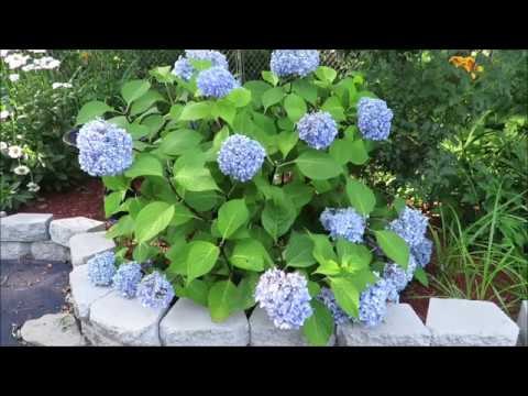 download lagu mp3 mp4 Hydrangea You And Me Perfection, download lagu Hydrangea You And Me Perfection gratis, unduh video klip Hydrangea You And Me Perfection