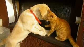 Pongo and Freddie (Cane e gatto)