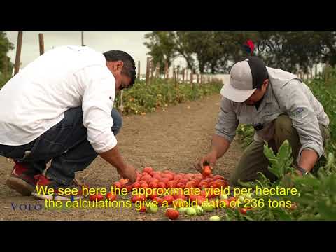 Determinate Saladette Tomato Varieties - VoloAgri Field Day Woodland 2021