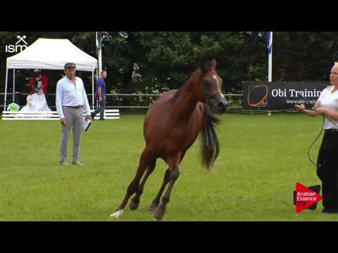 N.135 DANTAE EL LAWRENCE - Ströhen 2017 Int B-Show - 2 Years Old Colts (Class G)