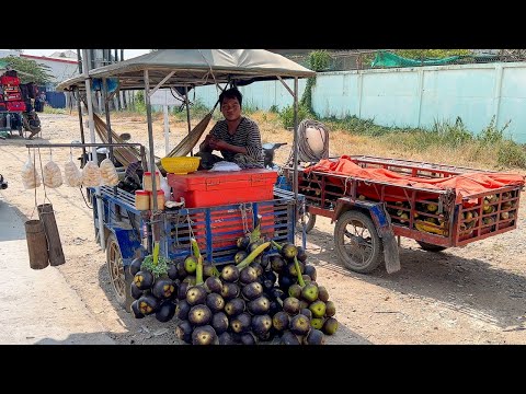 Must Eat! Best Tropical Fruit Collection