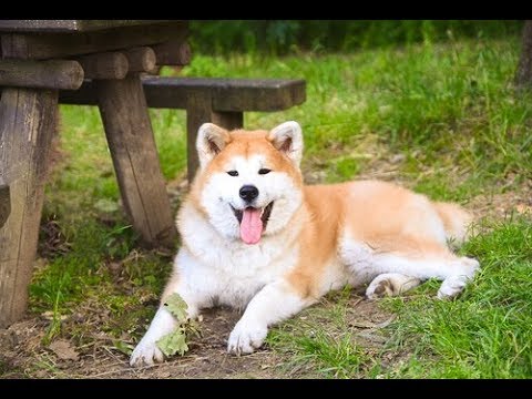 秋田犬の種類 - 品種、特徴、写真