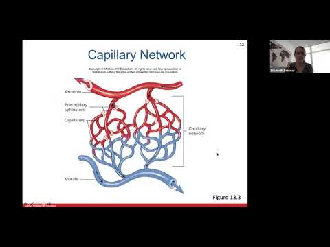 Ch. 13 (Blood Vessels) Part 1
