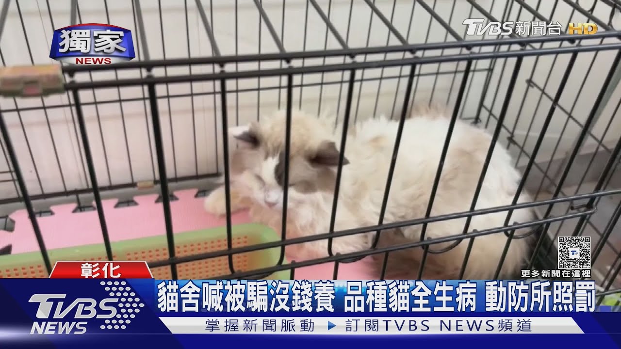 彰化貓舍業者稱遭詐騙無力再養貓 動保所介入急帶回41貓