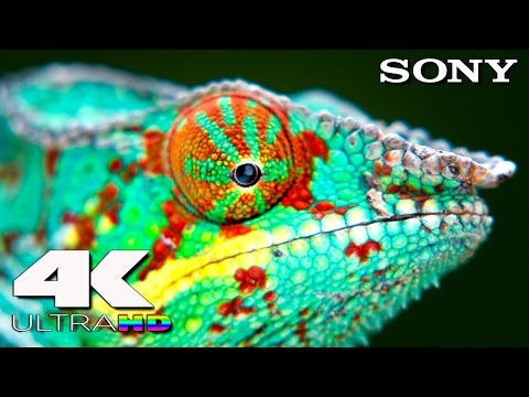 4K Ultra HD | SONY 4K UHD Demo: Another World (Madagascar)