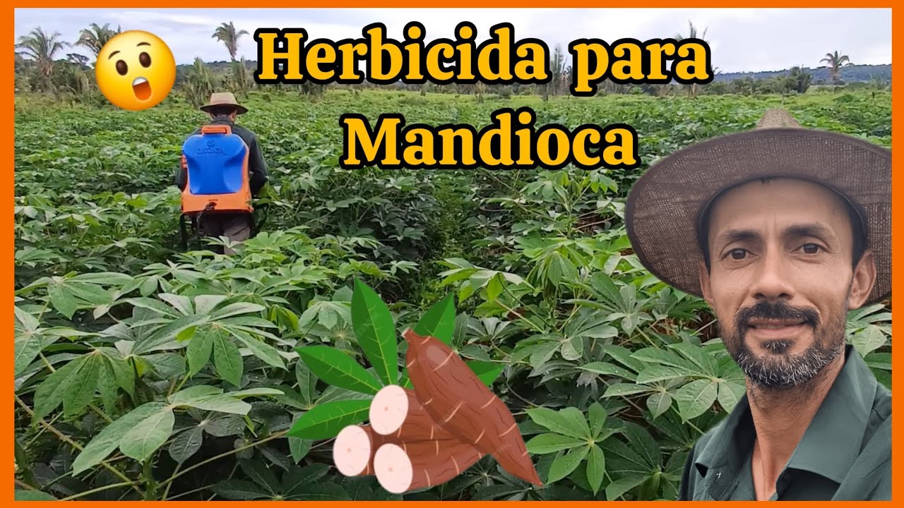 🌱🍃🍃Aplicando herbicida para controle de mato na cultura da mandioca, dessecando as ervas daninhas.