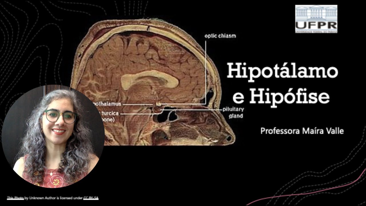 Aula 3 - Sistema Endócrino: Hipotálamo e Hipófise