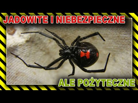 PAJĄKI -  Krzyżak, Tarantula, Topik, Czarna Wdowa i inne niebezpieczne pająki  // 10 MINUT NA TEMAT