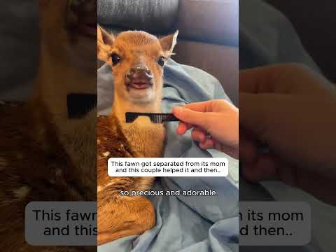 Helping a lost little fawn